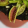 Venusfliegenfalle - Dionaea muscipula - 9cm Topf Produktbild-Vorschau 3