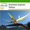 SAFLAX - Žlutá Strelitzia - Mandelovo zlato - Strelitzia Náhled obrázku produktu 8