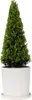 Cezmína vrúbkovaná - Ilex crenata 'Jenny' - Výška 55-65cm - Náhľad obrázku produktu 7