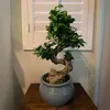 Bonsaï - Ficus microcarpa 'ginseng' - Hauteur 55-65cm - Voir les images du produit 6