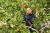 A woman is using an electric pruning shear to cut an apple from a tree. Produktbild-Vorschau