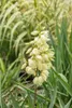 Yucca filamentosa, Palmlilie, grün, ca. 11x11 cm Topf Produktbild-Vorschau 16