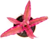 Gardners Cryptanthus Rubin Star, priemer 6 cm Náhľad obrázku produktu 2