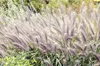 Stauden Gänge 1 x Pennisetum alopecuroides 'Moudry' im 1 Produktbild-Vorschau 2