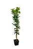 Albero di limone 'Interdonato' 100-140 cm incl. vaso - Vero Anteprima dell’immagine prodotto 4