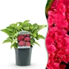 Green boutiQ - Hortensia - Hydrangea macrophylla Red - Voir les images du produit 1