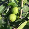 Close-up of two green walnuts on a tree branch with green leaves. Produktbild-Vorschau