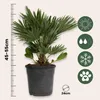 A potted palm tree with icons indicating its care requirements. Podgląd zdjęcia produktu