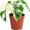 Dehner Fensterblatt, Monstera adansonii variegata, Produktbild-Vorschau 1