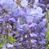 Blauregen  - Wisteria sinensis 'Prolific'  | 50-60 cm in Produktbild-Vorschau 2