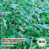 Samenliebe  Herzgespann Samen | Wildblume - winterhart & Produktbild-Vorschau 4