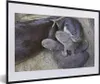 MuchoWow® Gerahmtes Poster Otter mit Jungtier 60x40 cm - Produktbild-Vorschau 1