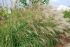 Miscanthus sinensis 'Little Zebra', Ziergras, gestreift, Produktbild-Vorschau 1