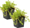 Bloomique - Zestaw 2 szt. - Myriophyllum Red Stem - Water Podgląd zdjęcia produktu 2