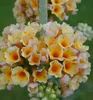 Sommerflieder ´SUNGOLD´ 15-20 cm, Cont.1,4 l Produktbild-Vorschau 2