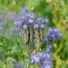 Phacelia Tanacetifolia, pianta del miele - semi biologici - Anteprima dell’immagine prodotto 2