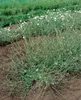 Verbena officinalis, Eisenkraut, ca. 9x9 cm Topf, Produktbild-Vorschau 4