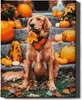 Oh Art! – Malen nach Zahlen Set Hund – 40x50cm, mit Produktbild-Vorschau 1