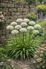 Stauden Gänge 3 x Allium 'Cliffs of Dover' im 1 Liter Topf Produktbild-Vorschau 3