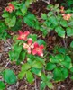 Cornus kousa 'Satomi', Japanischer Blumen-Hartriegel, rosa Produktbild-Vorschau 12
