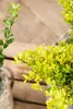 Ilex crenata 'Golden Gem', Japanische Stechpalme, goldgelb, Produktbild-Vorschau 9