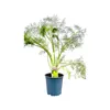 Foeniculum vulgare, Fenchel, aromatisch, ca. 11x11 cm Topf Produktbild-Vorschau 1