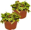 Bloomique - 2er Set - Dionaea Muscipula - Venusfliegenfalle Produktbild-Vorschau 1