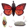 Folkmanis Handpuppe Metamorphose Schmetterling 3073 Produktbild-Vorschau 1
