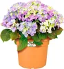 elho green basics cilinder 65cm Übertopf - mild tonrot Produktbild-Vorschau 5