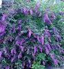 Sommerflieder ´BLACK KNIGHT´ 15-20 cm, Cont. 2,5 l Produktbild-Vorschau 4