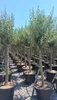 Sunny Tree - Olivo alto 170 centimetri - 15 anni - Olea Anteprima dell’immagine prodotto 3