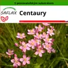 SAFLAX - Centaury - Centaurium erythraea - 250 Semená - S Náhľad obrázku produktu 1