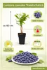 Sibirische Blaubeere 60 cm – Honigbeere (Lonicera caerulea Produktbild-Vorschau 3