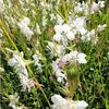 6 x Prachtkerze - Gaura lindheimeri 'Madonna' | Topf 9cm x Anteprima dell’immagine prodotto 1