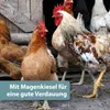 Quiko Hobbyfarming Mineralgrit für Hühner und Geflügel 1,5 Produktbild-Vorschau 3