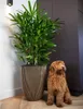 Capi Vase Groove Elegant 46x58 cm Schwarz und Golden Produktbild-Vorschau 3