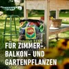 COMPO 11131 COMPO SANA Kvalitná zemina pre kvetináče, 10 Náhľad obrázku produktu 9
