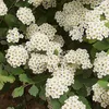 2 x  Heckenspiere/ Prachtspiere - Spiraea vanhouttei  | Produktbild-Vorschau 2