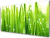 Acrylglasbilder 100x50 Wandbild Druck Gras Pflanzen Produktbild-Vorschau 1
