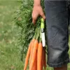 A person holding a bunch of carrots with a knife tucked into the bunch. Náhled obrázku produktu