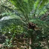 Palmfarn (Cycas glauca) - 1 zaadje, al ontkiemd Productafbeelding-voorbeeld 1