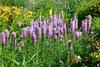 Liatris spicata 'Kobold', Prachtscharte, violett, ca. 9x9 Produktbild-Vorschau 7