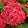 2 x  ortensia  - Hydrangea macrophylla 'Leuchtfeuer'  | Anteprima dell’immagine prodotto 1