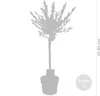 Bloomique - 2er Set - Salix Flamingo - Harlekinweide - Produktbild-Vorschau 3