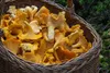 Food-United MISCHPILZE Hell 6 Dosen Füllm 800g ATG 455g Produktbild-Vorschau 5