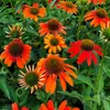 A close-up view of several orange coneflowers in bloom, with green foliage in the background. Produktbild-Vorschau