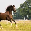 A brown horse running in a grassy field with trees in the background. Podgląd zdjęcia produktu