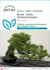 SAFLAX - Bonsai - Sosna Śródziemnomorska - 6 Nasiona - Podgląd zdjęcia produktu 1