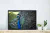 MuchoWow® MuchoWow® Gerahmtes Poster Pfau - Vögel - Blau Produktbild-Vorschau 4