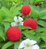 Erdbeerhimbeere - Rubus illecebrosus, Cont. 0,8 l Produktbild-Vorschau 2